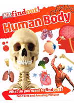 DK Findout! - Human Body